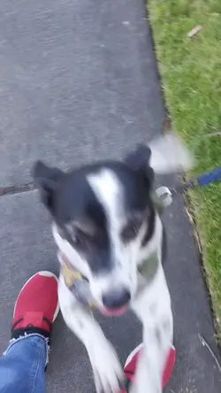 Cute Boomerang 