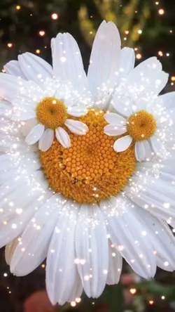 MOD: 55 transições 