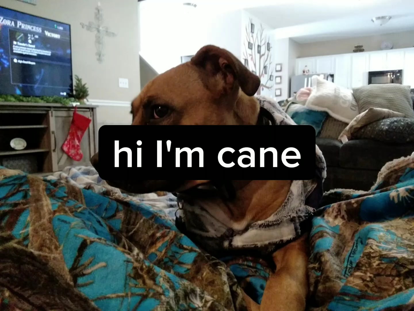 Lindo perrito