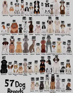 Dog ☺️