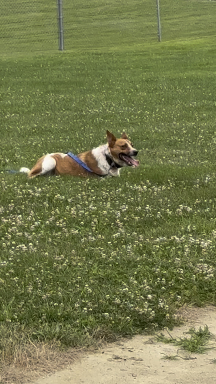Juego de perros