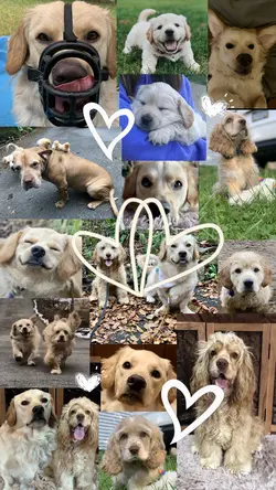 Free wallpaper 🩵💙