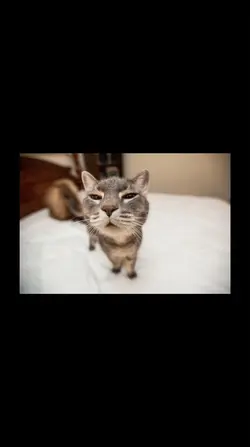 Cat kitty cat cat