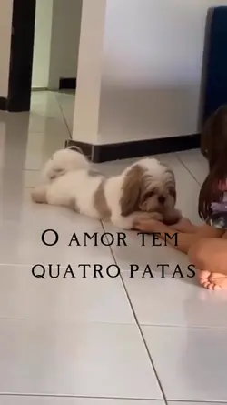 O amor tem 4 Patas