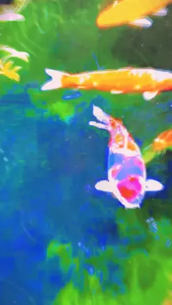 10 pic koi pond