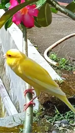 Domestic canary 