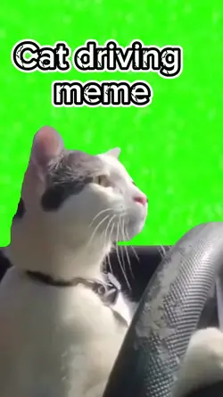 Cat Driving meme