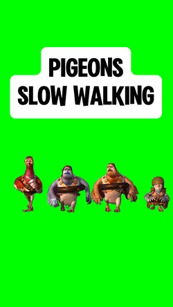PIGEONS SLOW WALKING