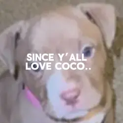 coco/remi/zae comp