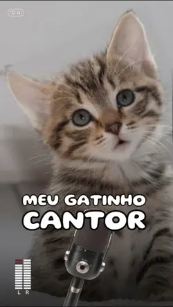 Meu Gatinho Cantor