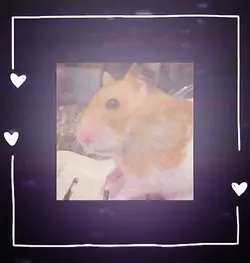 my hamster :3