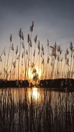 Country Mini vlog 🌻