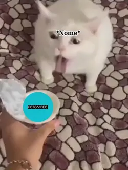 meme gato não gostou