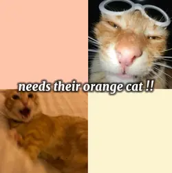 black n orange cat!