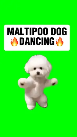 DOG DANCING meme