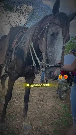 paixão di vaqueiro