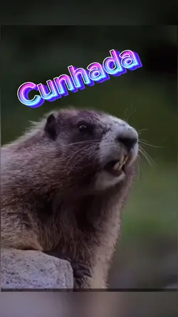 Marmota Cunhada 
