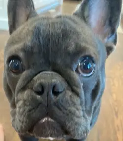 I’m a French bulldog