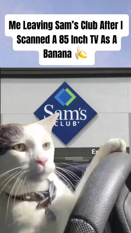 Driving Cat