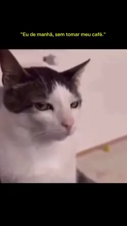 Meme gato