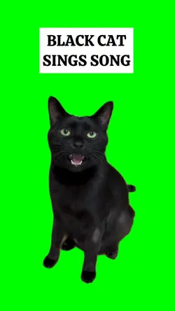 BLACK CAT SINGS SONG