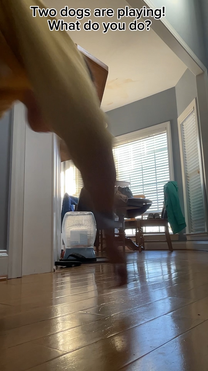 Two dogs are playing