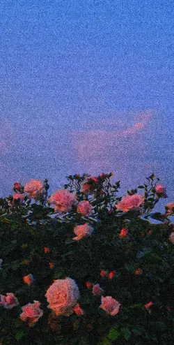 Mis ojos/lloranporti