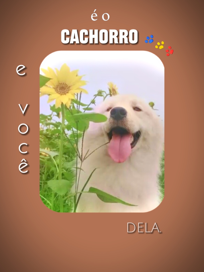 meu cachorro bolt