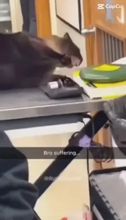 Funny cats :3