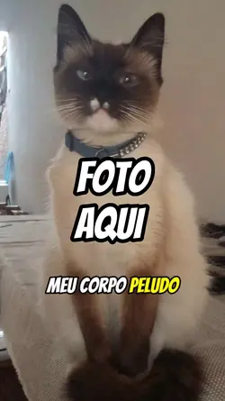 Amor por gatinhos 