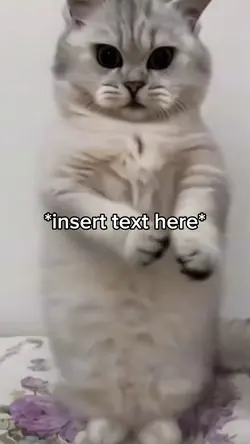 Cat dancing 
