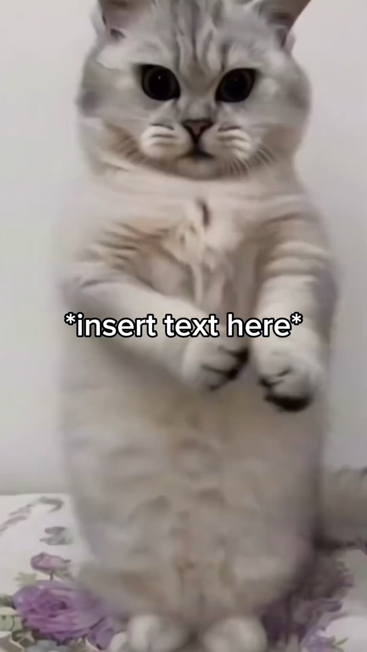 Cat dancing 