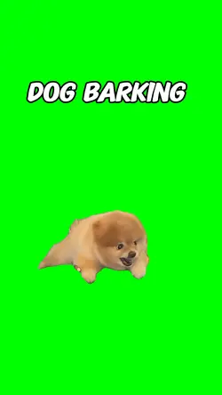 Dog barking 
