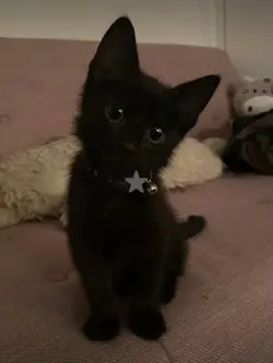 Black cat core