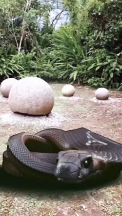 2 video template snk