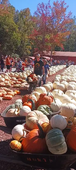 Pumpkin Patch