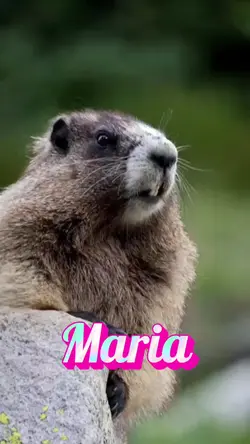 Marmota