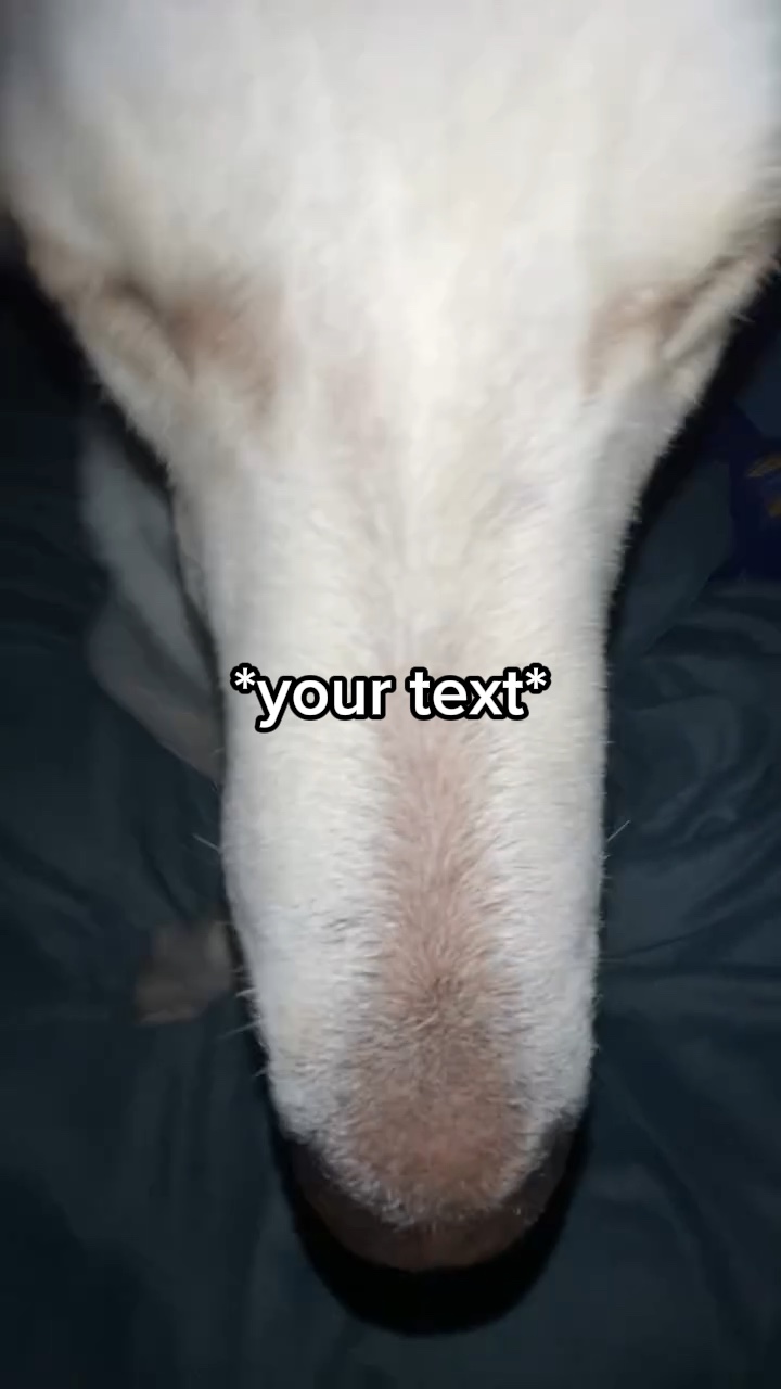 Lustiger Hund