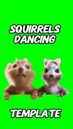 Squirrels Dancing