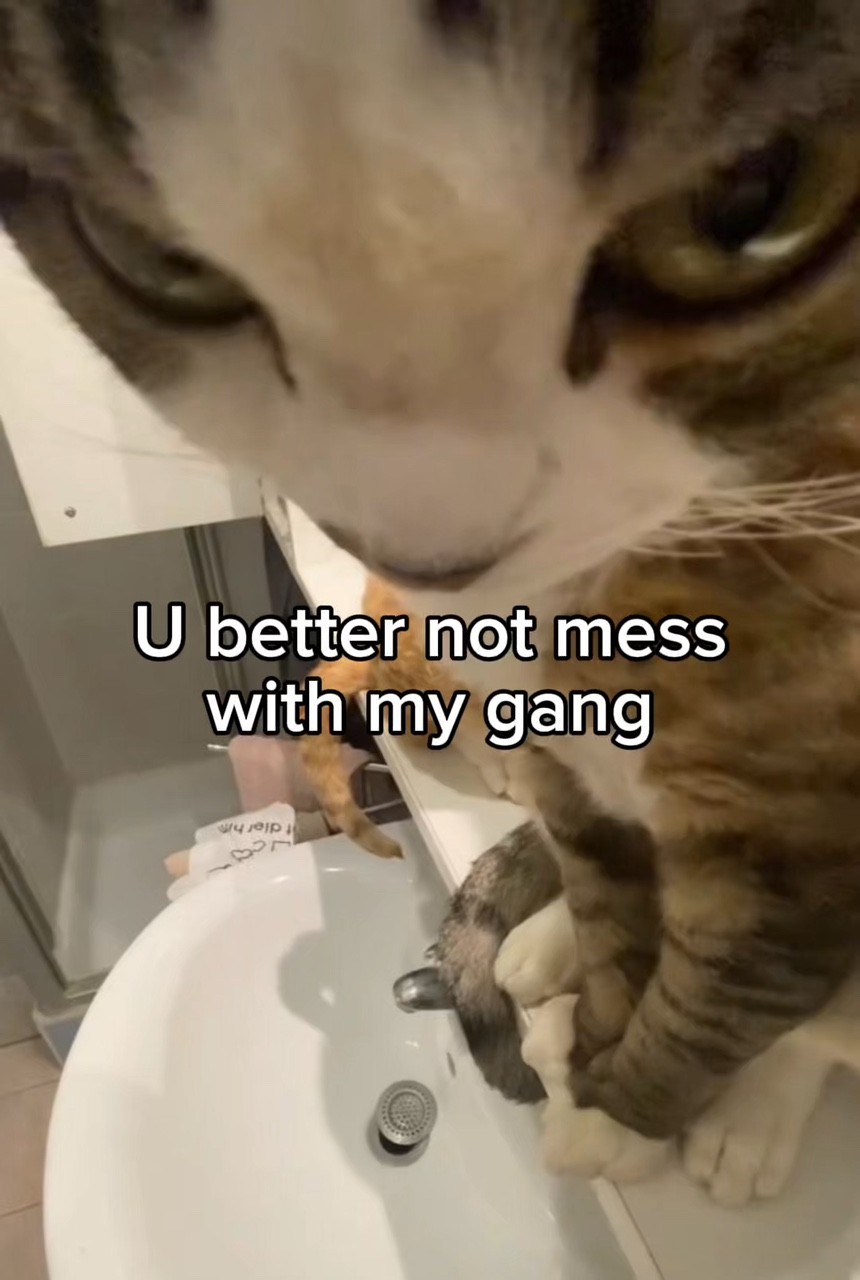 Gatos