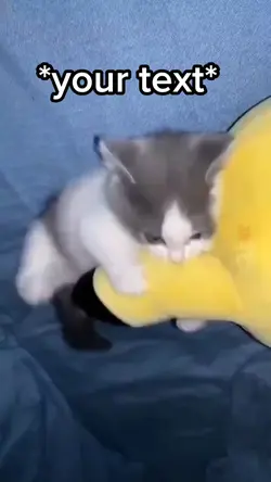 Funny Cats