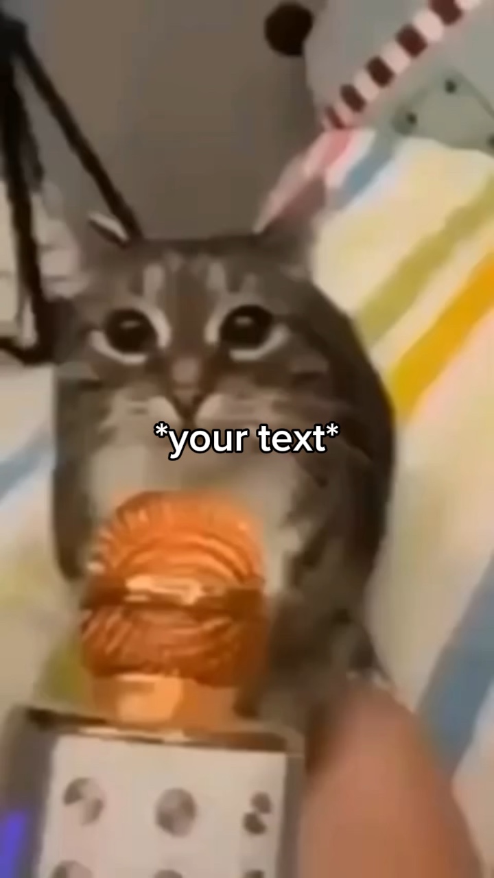 Gato falante