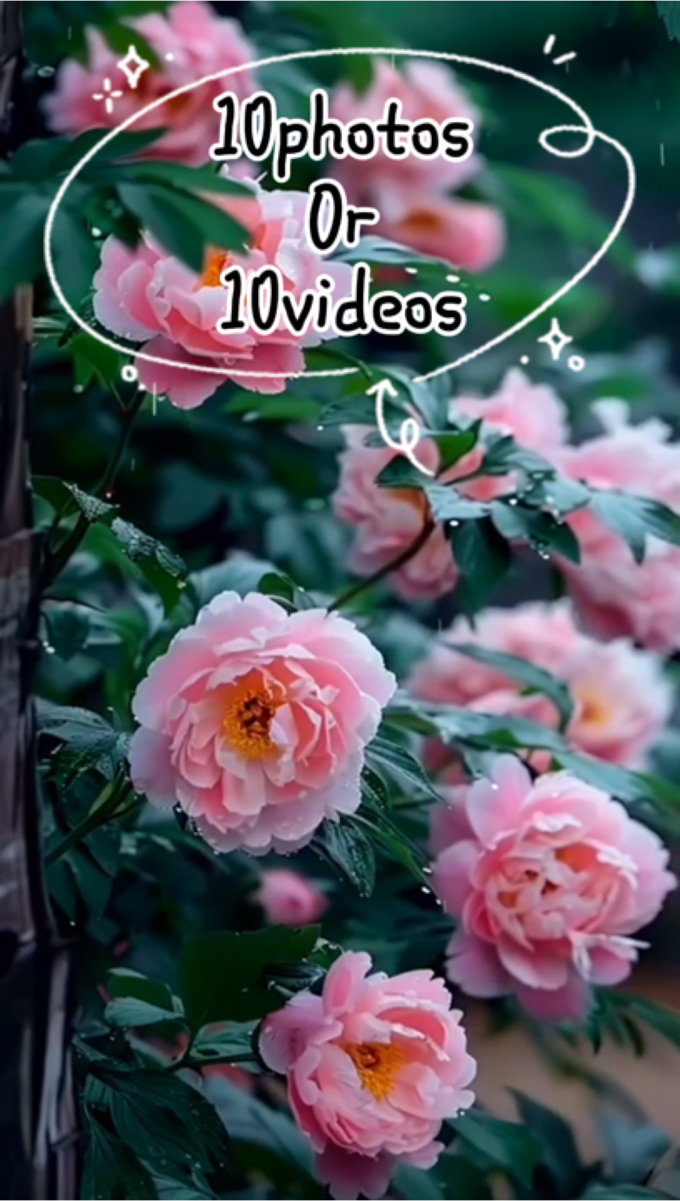 10Fotos / Videos