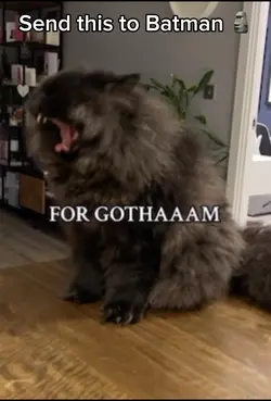 For Gotham!