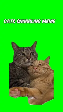 Cats snuggling