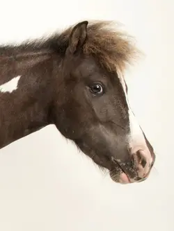Animal Edit