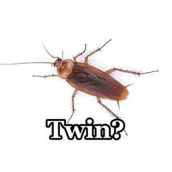 Cockroach twin