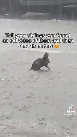 Rat in the rain