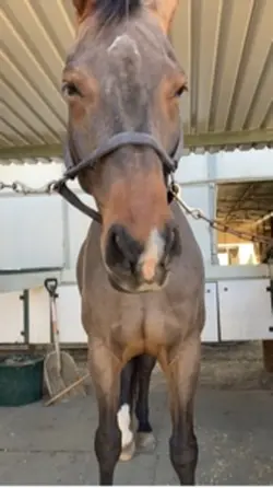 barn vlog!!
