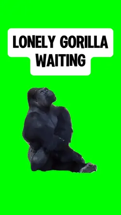 LONELY GORILLA